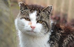 kater moses patentier02