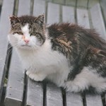 kater moses patentier03