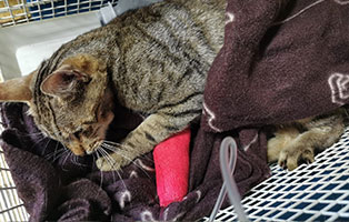 kater schussverletzung kehlbiss verband