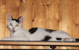 katze schauferl patentier02