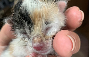 katzenbaby bk157 21 start ins leben