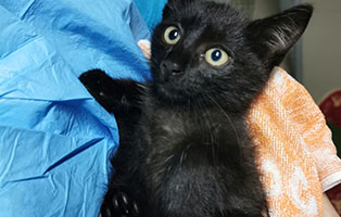 katzenbaby weiblich bissverletzung hilfe