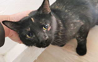 katzengeburt keller mama2