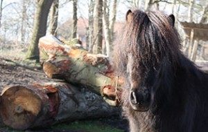 pony paul patentier02