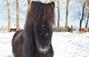 pony paul patentier03