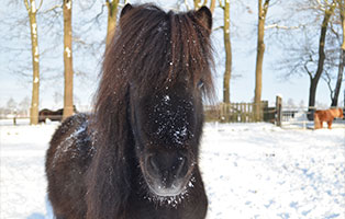 pony paul patentier03