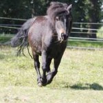 shetlandpony jameen patentier01