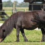 shetlandpony jameen patentier02