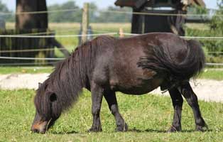 shetlandpony jameen patentier02