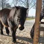 shetlandpony jameen patentier03
