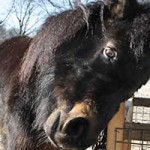 shetlandpony jameen patentier04