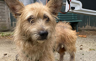 verwahrloster hund schlechter zustand