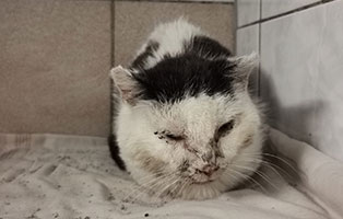 zwei werwahrloste kranke katzen