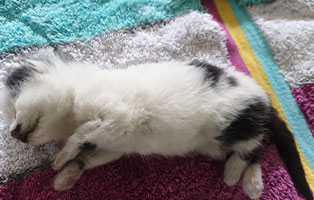 babykatzen sterben leise01