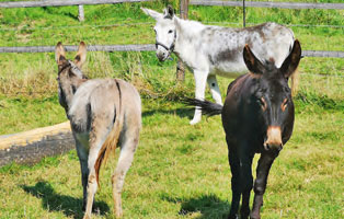 drei esel bueckeburg zuhause gefunden