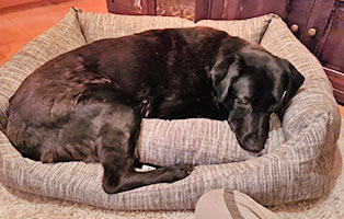 hund anton zuhause gefunden koerbchen