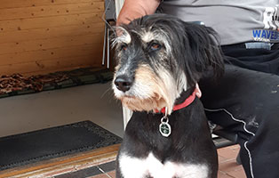 hund baerbel zuhause gefunden gesicht