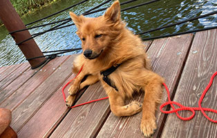 hund bobby zuhause gefunden steg