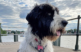 hund caspar zuhause gefunden portrait