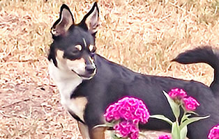 hund emma zuhause gefunden kunst