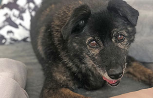 hund klausi zuhause gefunden01