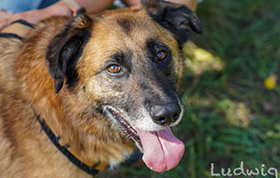 hund ludwig misshandelt portait