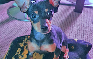 hund speedy zuhause gefunden-portrait