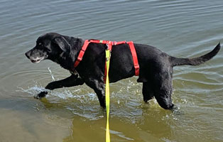 hund zippo zuhause gefunden see