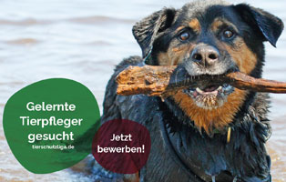 jobs in der tierschutzliga