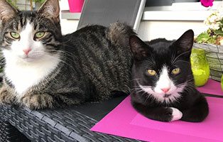 kater bacci zuhause gefunden freunde