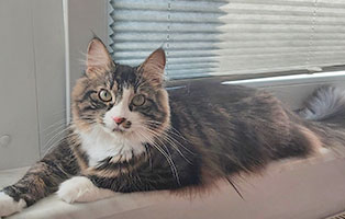 kater dale zuhause gefundenn