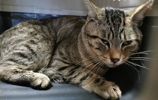 kater puschel angefahren