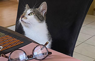 kater rigo zuhause gefunden schaut