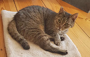 kater rundi zuhause gefunden liegt