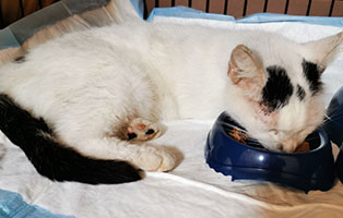 katze angefahren liegengelassen frisst