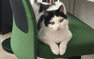 katze clio zuhause gefunden stuhl