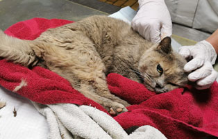 katze gretchen schwere wunden