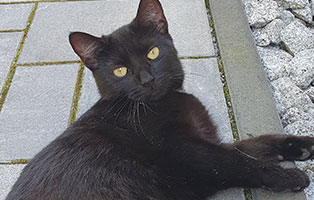 katze raya zuhause gefunden