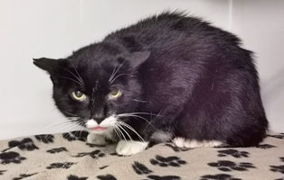 katzen moritz morchen weisen morchen