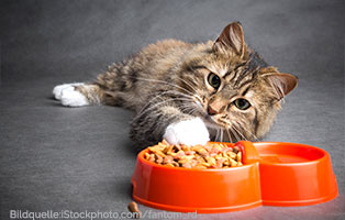 katzen ratgeber hochwertiges katzenfutter