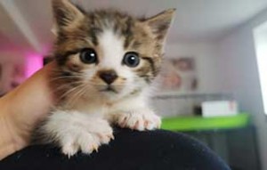 katzenbaby schlechter zustand genesen