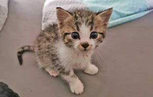 katzenbaby schlechter zustand gesund