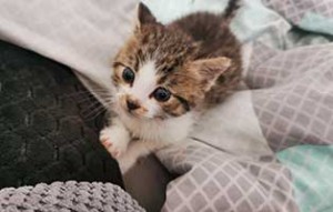 katzenbaby schlechter zustand spielt