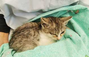 einsame babykatze verwahrlost