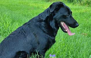 hund arie zuhause gefunden wiese