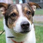 hund bobby notfall01