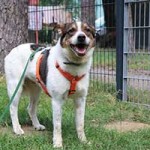 hund bobby notfall02