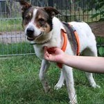 hund bobby notfall03