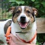 hund bobby notfall07