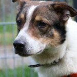 hund bobby notfall08